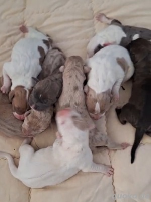 Reinrassige American Bully Welpen suchen bald neues Zuhause