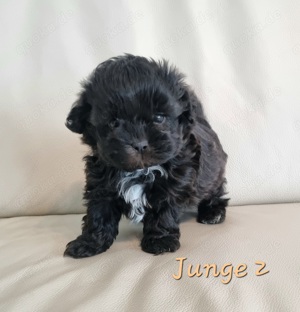 Shih-Tzu und Toypudel Welpen, Shihpoo