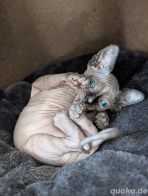 Canadian Sphynx Mädchen 
