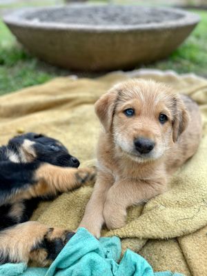 Australian Shepherd Black Tri Erfahrener Deckrüde (Kein Verkauf) Bild 6