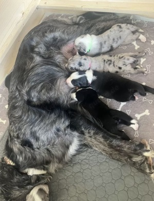 Australian Shepherd Black Tri Erfahrener Deckrüde (Kein Verkauf) Bild 7