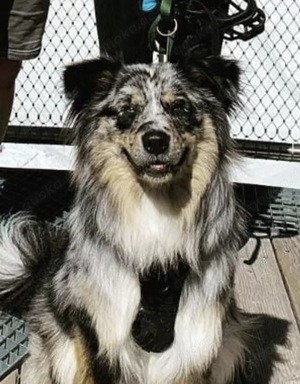 Australian Shepherd Deckrüde Erfahren Blue Merle (kein Verkauf) Bild 4