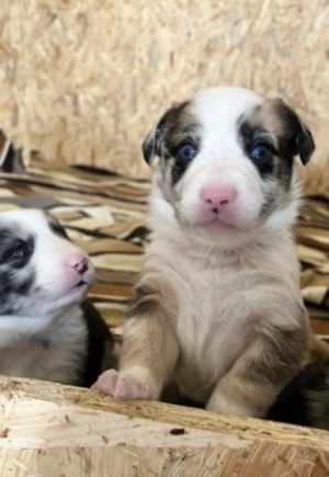 Australian Shepherd Deckrüde Erfahren Blue Merle (kein Verkauf) Bild 6