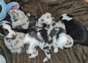 Australian Shepherd Deckrüde Erfahren Blue Merle (kein Verkauf) Bild 7