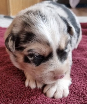 Australian Shepherd Deckrüde Erfahren Blue Merle (kein Verkauf) Bild 3