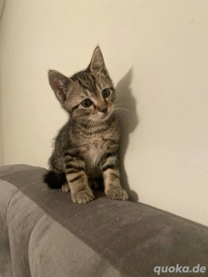 kitten ( Baby Katze ) gesucht 