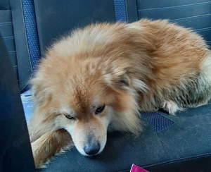 Willow sucht ein liebevolles Zuhause für immer