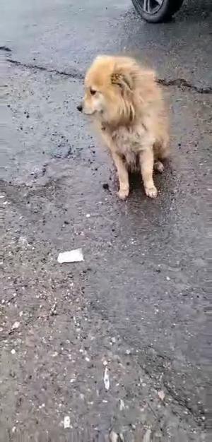 Willow sucht ein liebevolles Zuhause für immer Bild 4