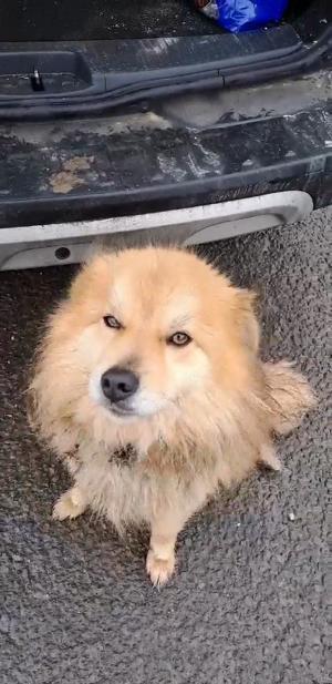 Willow sucht ein liebevolles Zuhause für immer Bild 2
