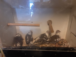 Gescheckte Diamanttauben 