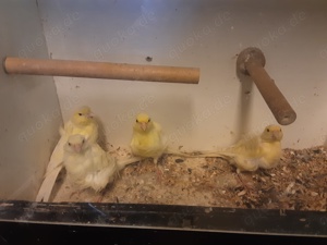Fiorino Kanarienvögel in verschiedenen Farben 