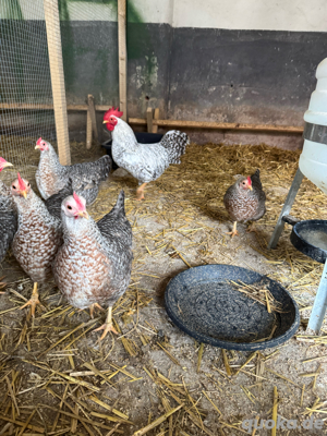 Zwerg Bielefelder Kennhuhn in Silber (Bruteier)