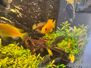 Aquarium zu verkaufen   Komplettanlage mit Fischen