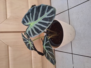 Alocasia balloon heart rhizome