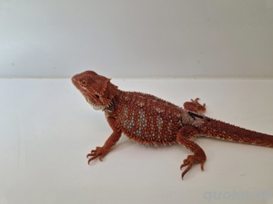 Subadulter Hypo Red Monster Bock Bartagame Pogona Vitticeps 