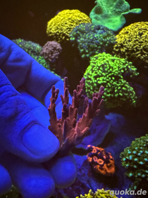 acropora korallen ableger dragon confetti rainbow Bild 3