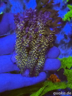 acropora korallen ableger dragon confetti rainbow Bild 2