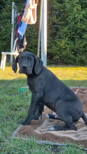 Deutsche Doggen Welpen 