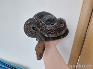  Leopard ph. Pastel 0.1 Boa constrictor imperator 