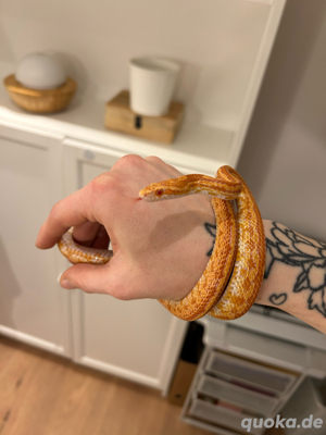 Kornnatter mit Terra