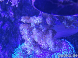 Capnella imbricata Bäumchenweichkoralle Keniabäumchen Koralle Meerwasser Aquarium Weichkoralle