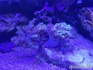 Capnella imbricata Bäumchenweichkoralle Keniabäumchen Koralle Meerwasser Aquarium Weichkoralle Bild 2