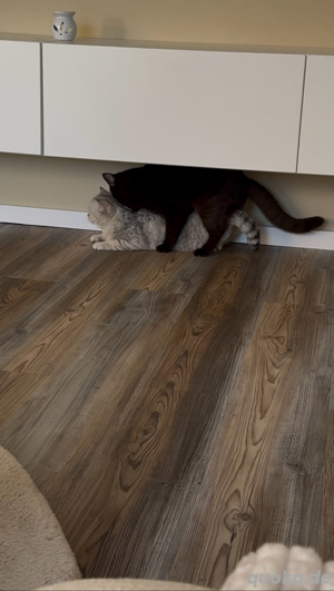 BKH Deckkater chocolate Bild 7