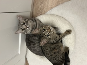 Katze und Kater suchen neues zuhause
