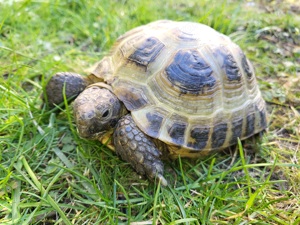 Männliche Testudo Horsfieldii, Vierzehenschildkröte
