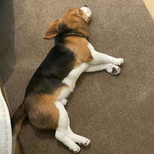 Wunderschöner männlicher Beagle