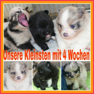 Zuckersüsse Zwergspitz Babys suchen Ende April tolles Zuhaus