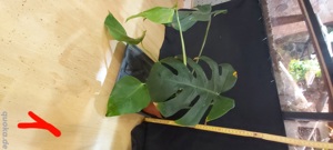 Monstera Deliciosa Ableger 