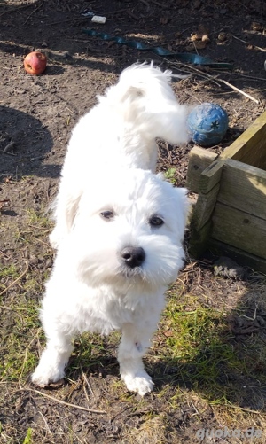 Havaneser Deckrüde für kleine gesunde Hündinnen!