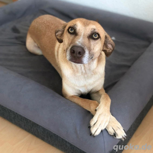 Nala - verschmuste,anhängliche Hündin