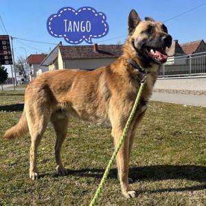 Tango, absolut lieber Belgischer Schäferhund Mix
