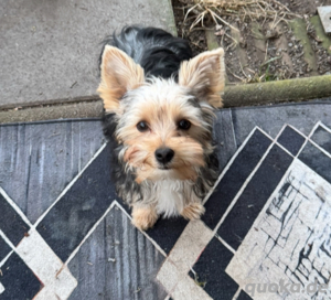 Yorkshire Terrier black &tan