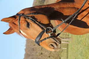 Deutscher Reitpony Wallach  - Zukunftstraum für die ganze Familie