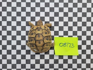 Griechische Landschildkröte, Testudo hermanni beottgerie THB, Schlupfjahr 2023