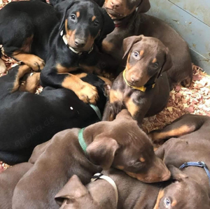 Reinrassige Dobermann Welpen