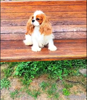 Cavalier King Charles Spaniel