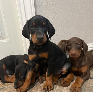 Dobermann Welpen Top