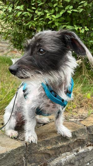 Chinesischer Schopfhund