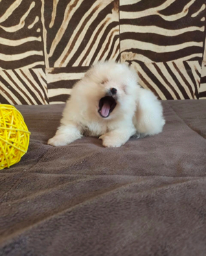 Reinrassiger Pomeranian Zwergspitz Welpen