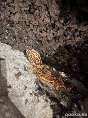leopardgecko 