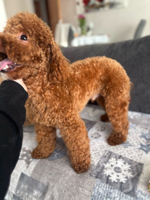 Zwergpudel (Deckrüde) Bild 8