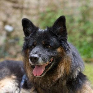 Lieber Bruno sucht liebevolle Familie Bild 10
