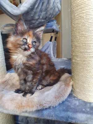 Maine Coon Kitten