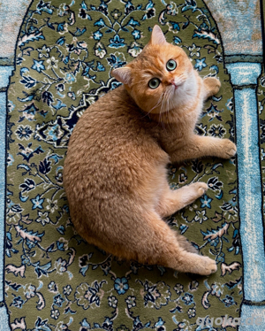 BKH Deckkater Golden Shaded