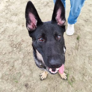 Schaeferhund weiblich 