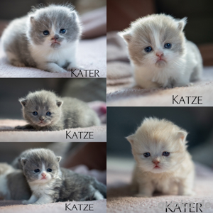 BKH   BLH - Britischkurzhaar - Britischlanghaar Kitten suchen Dosenöffner 